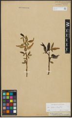 Foto von Salix alba L. x Salix fragilis L.